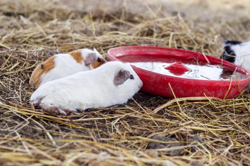 Hotel - Granja De Animales San Basilio De Palenque San Basilio del Palenque Zewnętrze zdjęcie
