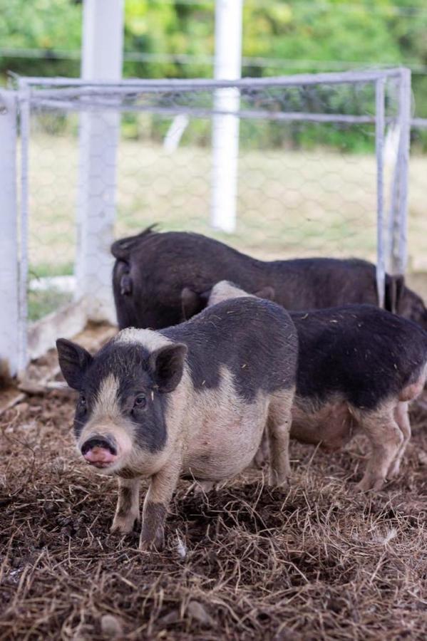 Hotel - Granja De Animales San Basilio De Palenque San Basilio del Palenque Zewnętrze zdjęcie