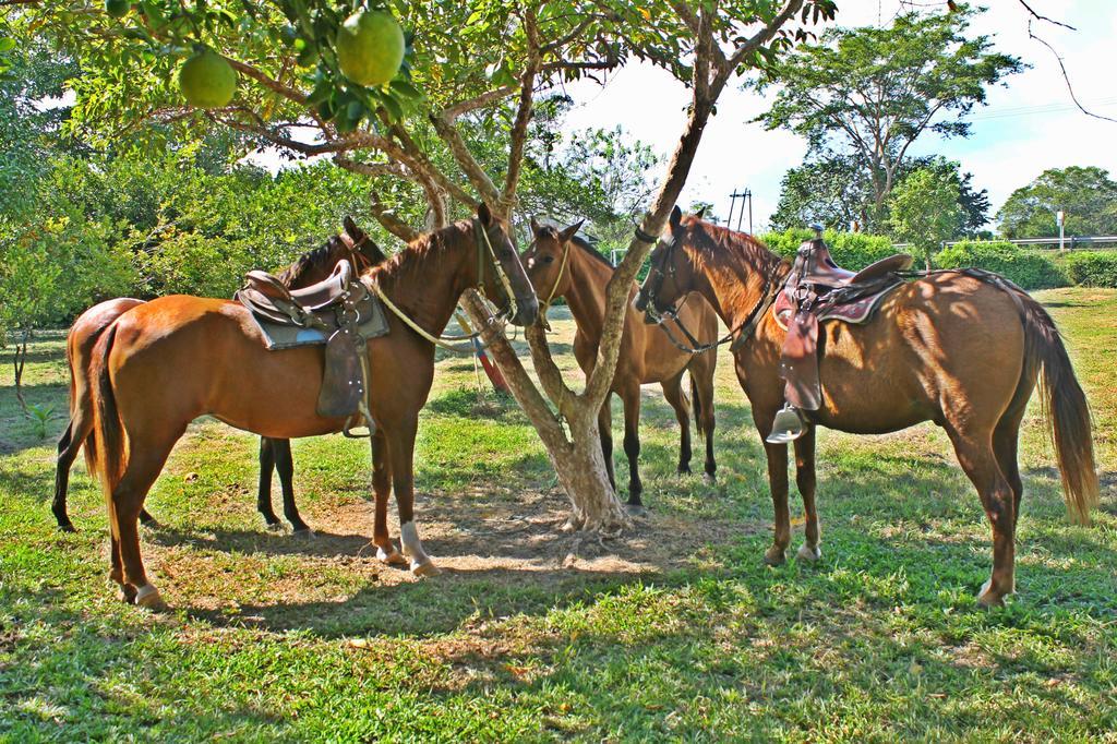 Hotel - Granja De Animales San Basilio De Palenque San Basilio del Palenque Zewnętrze zdjęcie